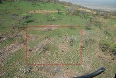 Aloe marlothii marlothii