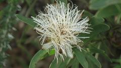 Protea lanceolata