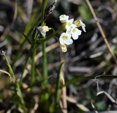 Cardamine digitata