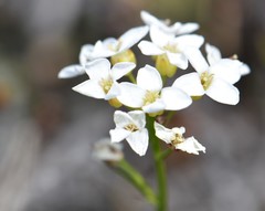 Cardamine digitata