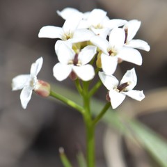Cardamine digitata