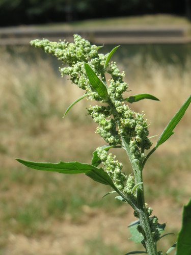 Baltoji balanda nuotrauka