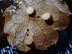 Lambertella copticola