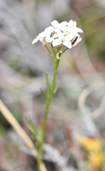 Cardamine digitata