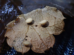 Lambertella copticola