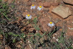 Felicia hirsuta