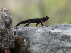 Urosaurus bicarinatus