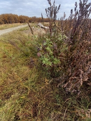 Artemisia leucophylla