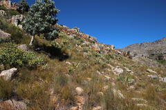 Rafnia amplexicaulis