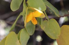 Rafnia amplexicaulis