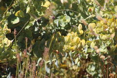 Rafnia amplexicaulis