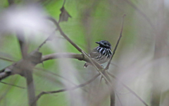 Hylophylax punctulatus