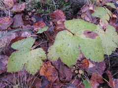 Rubus humulifolius