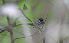 Hylophylax punctulatus