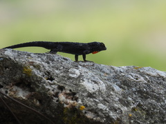 Urosaurus bicarinatus