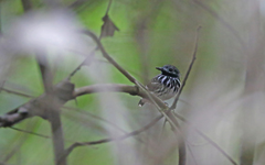 Hylophylax punctulatus