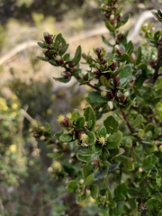 Baccharis obovata