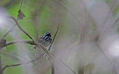 Hylophylax punctulatus