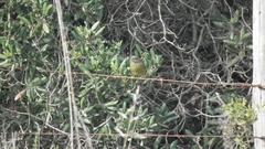 Crithagra scotops umbrosa