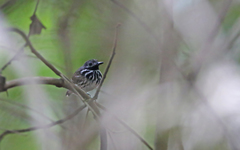 Hylophylax punctulatus