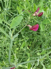 Lathyrus tingitanus