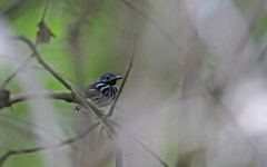 Hylophylax punctulatus
