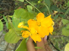 Senna hirsuta