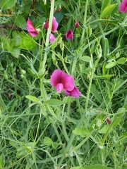 Lathyrus tingitanus