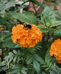 Bombus impatiens