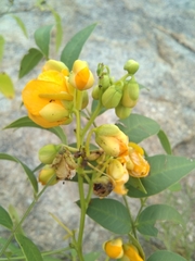 Senna hirsuta
