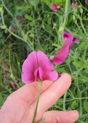 Lathyrus tingitanus