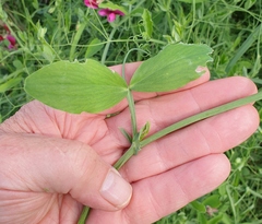 Lathyrus tingitanus