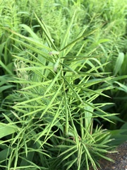 Paspalum repens