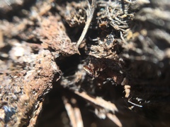 Siphonaptera