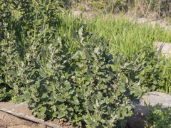 Chenopodium suecicum