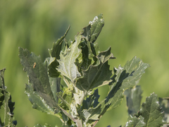 Chenopodium suecicum