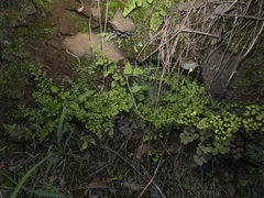 Adiantum excisum