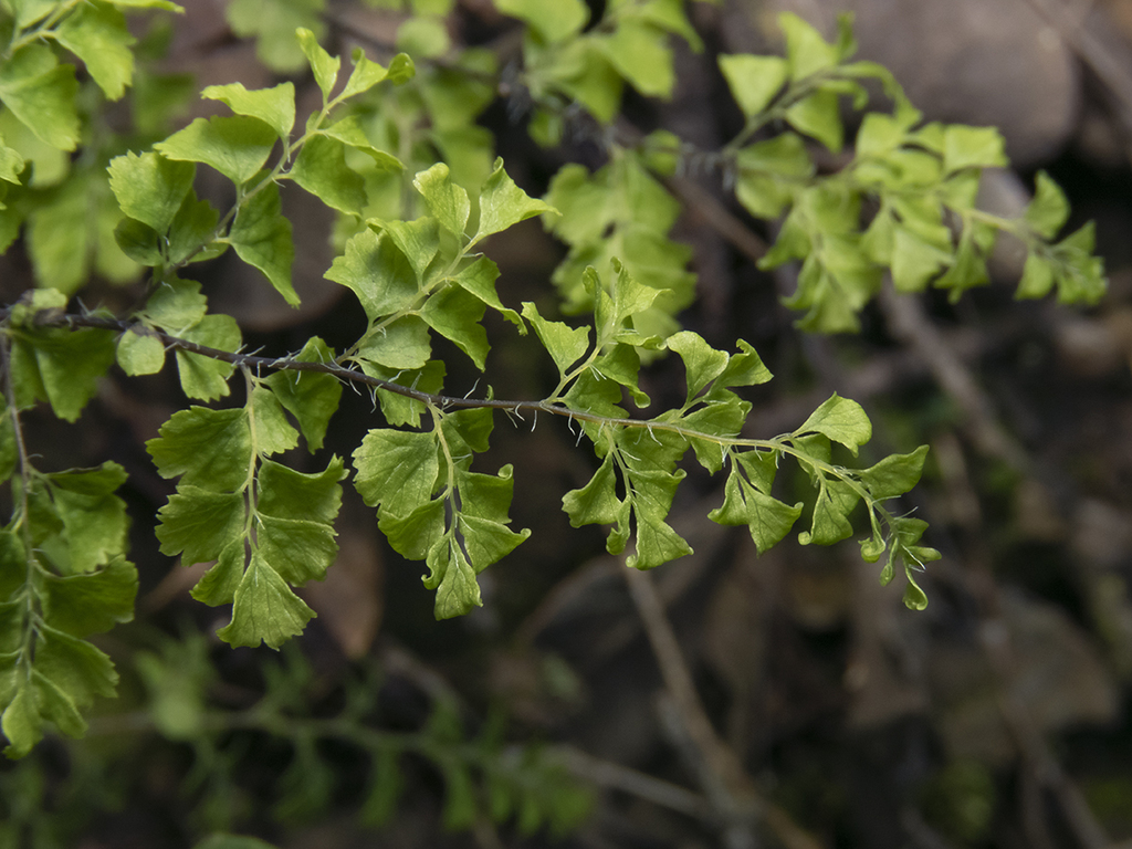 Adiantum