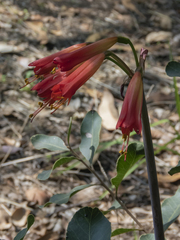 Phycella cyrtanthoides