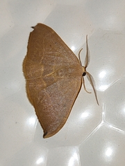 Watsonalla uncinula