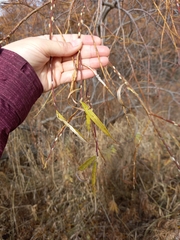Salix schwerinii