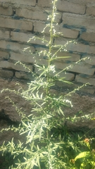 Artemisia selengensis