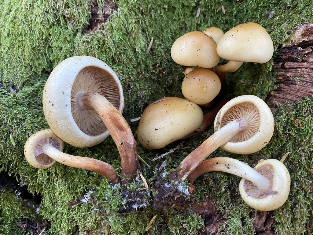 Flammula abieticola