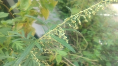 Artemisia selengensis