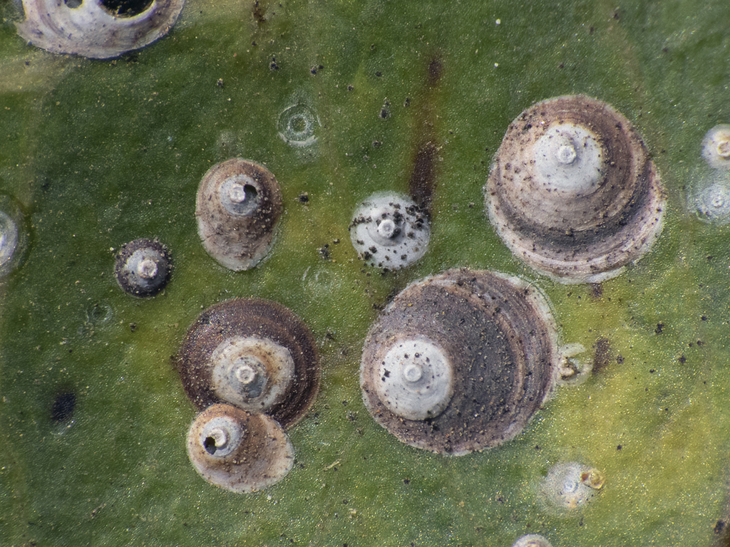 Melanaspis