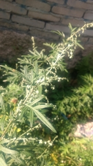 Artemisia selengensis
