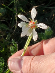 Blumenbachia insignis