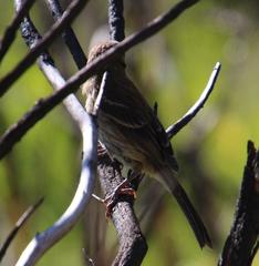 Crithagra leucoptera