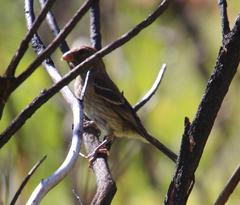 Crithagra leucoptera