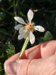Blumenbachia insignis